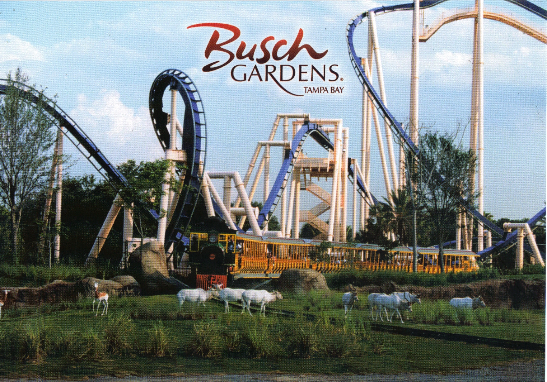 Busch Gardens Tampa Postcards